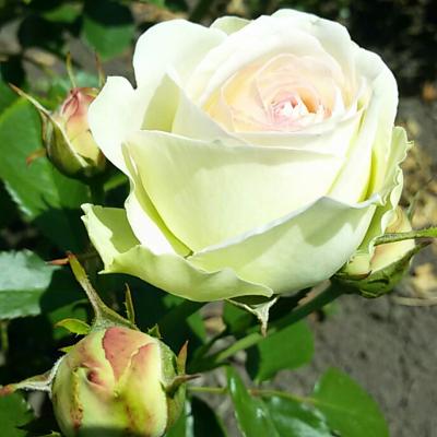 Роза Пьер де Ронсар